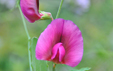 Lathyrus tingitanus
