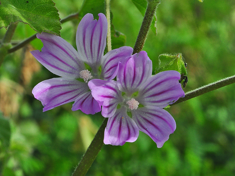 Lavatera multiflora