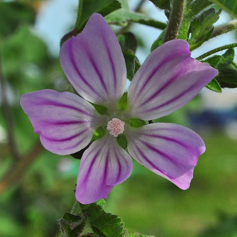 Lavatera multiflora