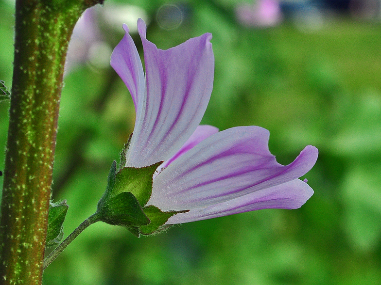 Lavatera multiflora