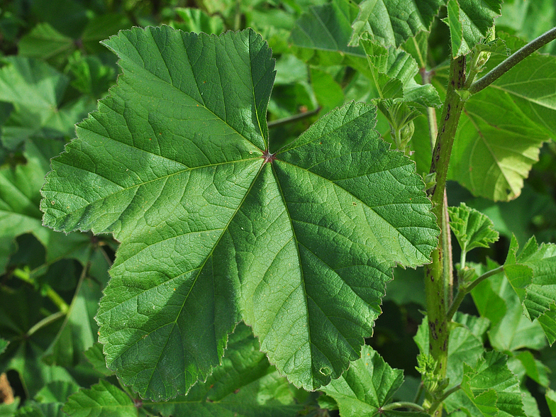 Lavatera multiflora feuille