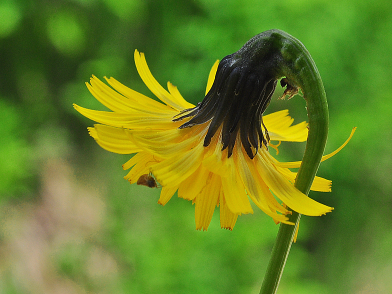 Leontodon hispidus