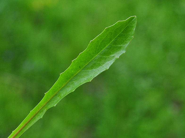 Leontodon hispidus feuille