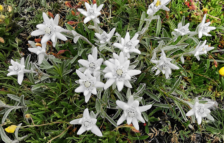 Leontopodium alpinum