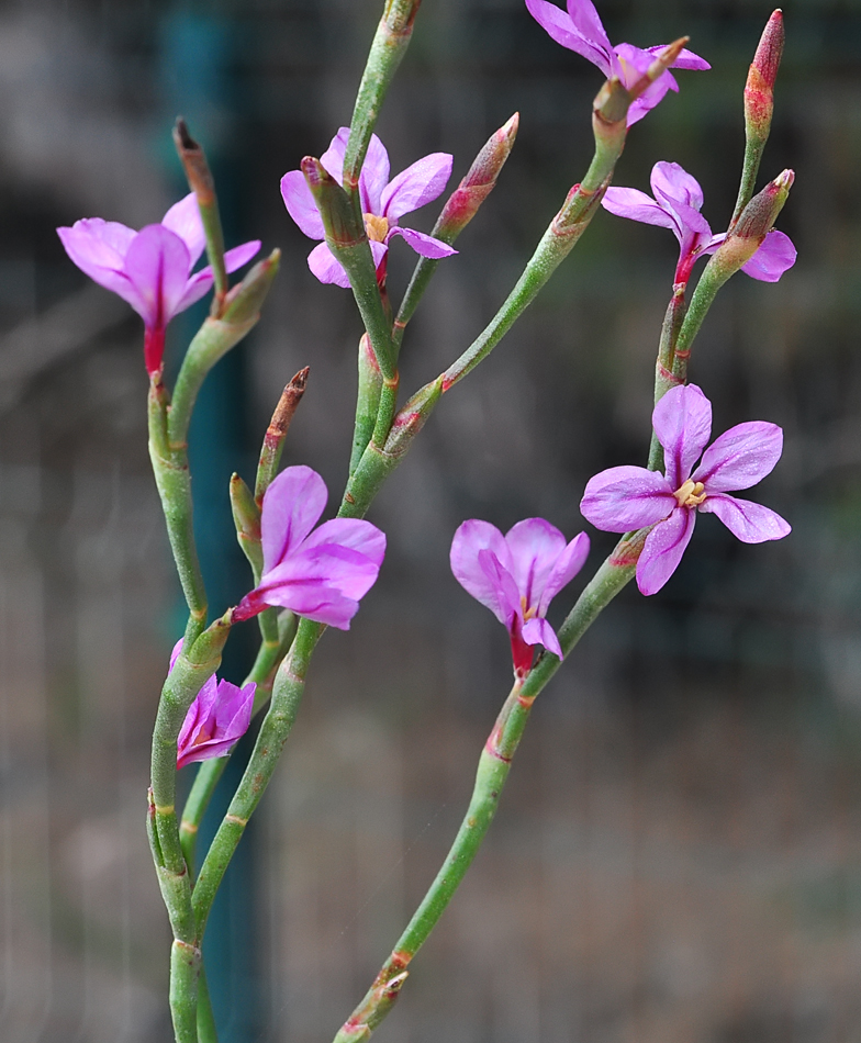 Limoniastrum monopetalum