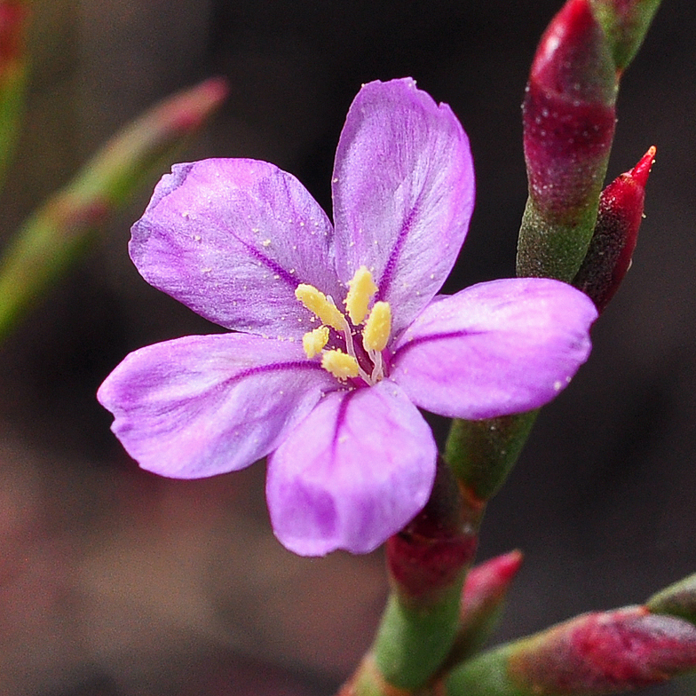 Limoniastrum monopetalum fleur