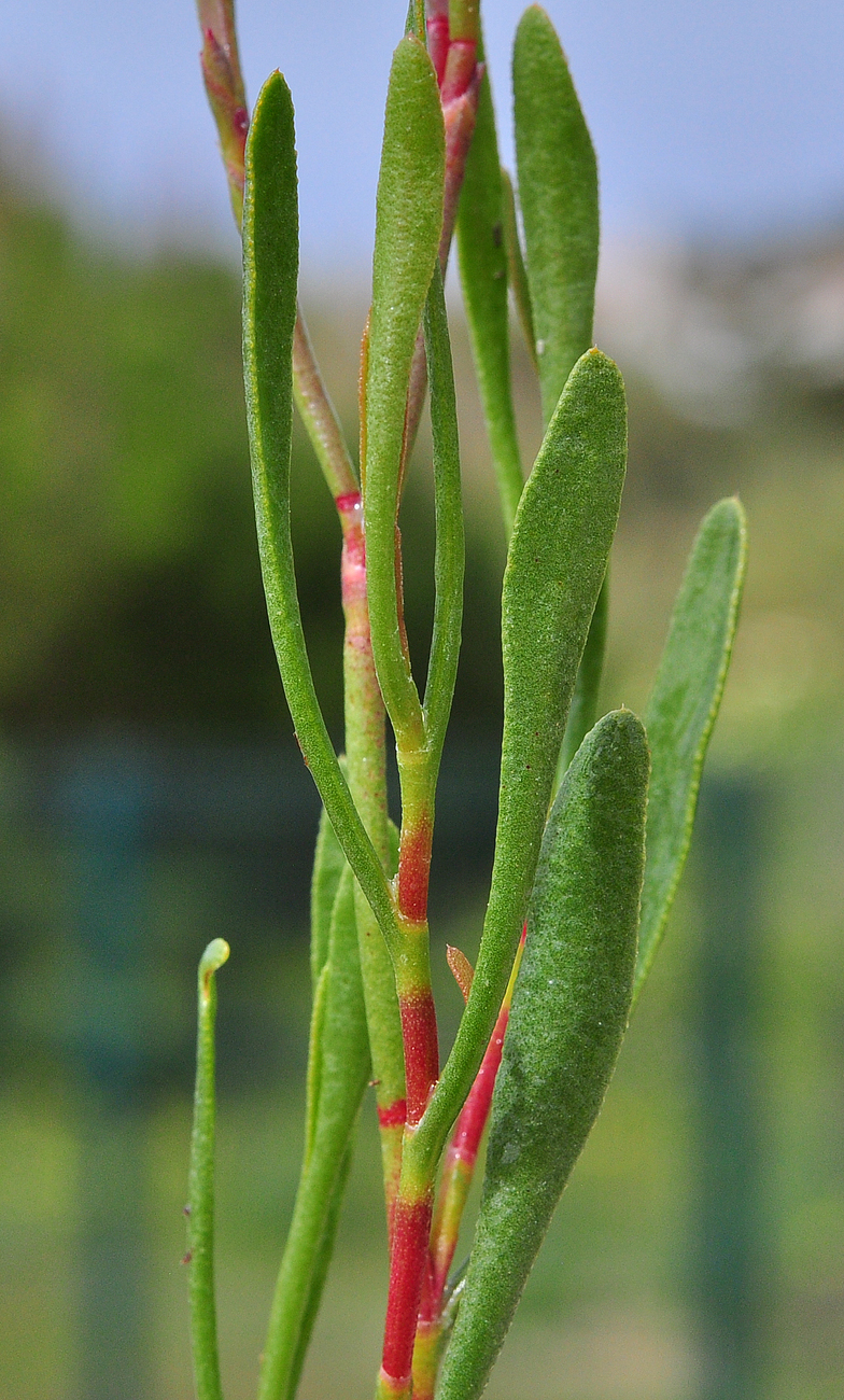 Limoniastrum monopetalum feuilles