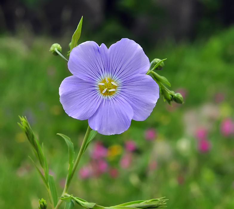 Linum alpinum