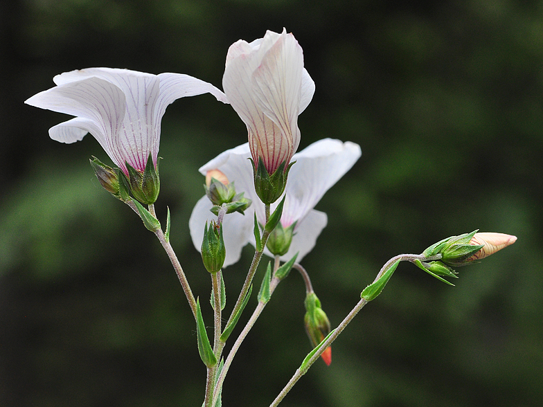 Linum suffruticosum ssp. salsoloides