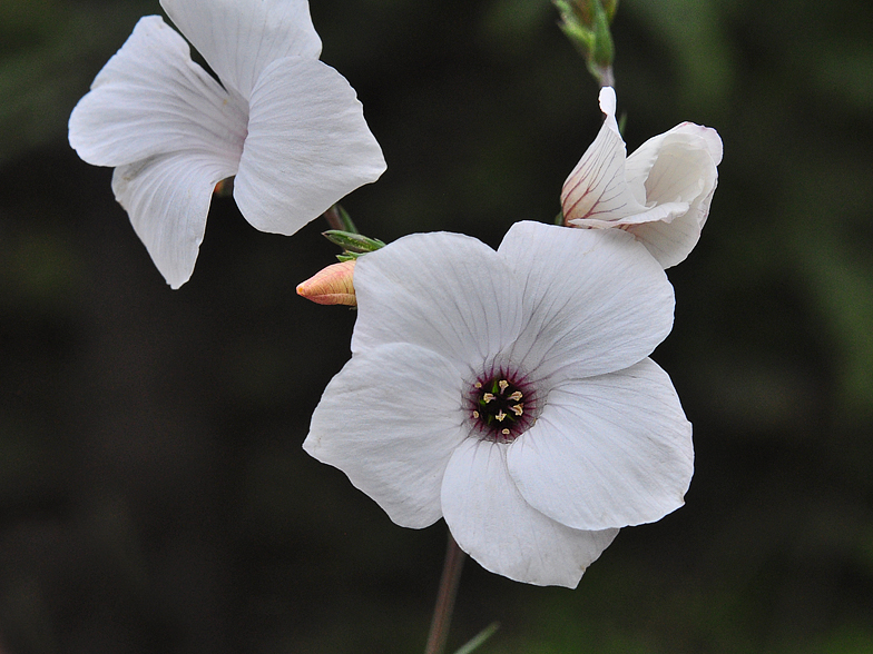 Linum suffruticosum ssp. salsoloides