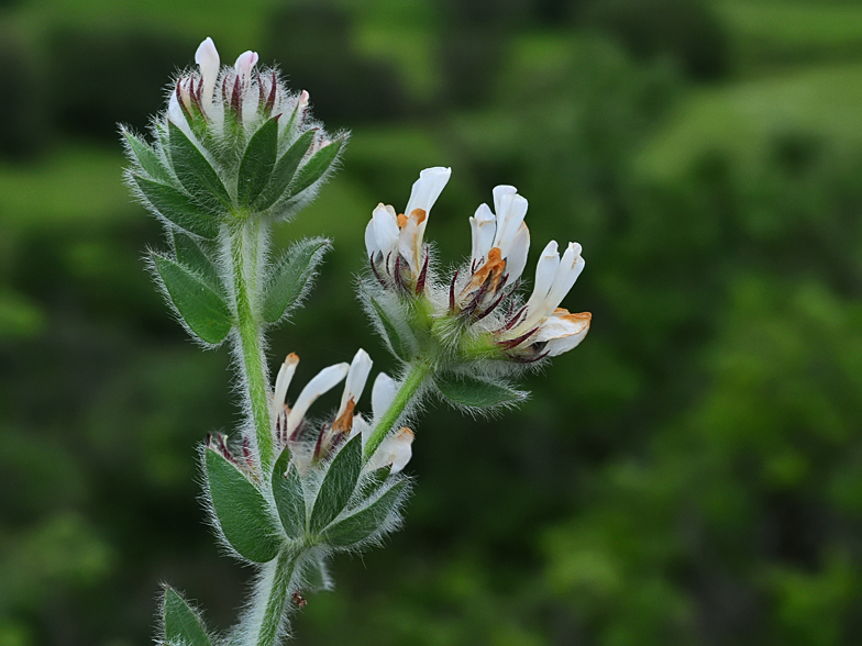 Lotus hirsutus