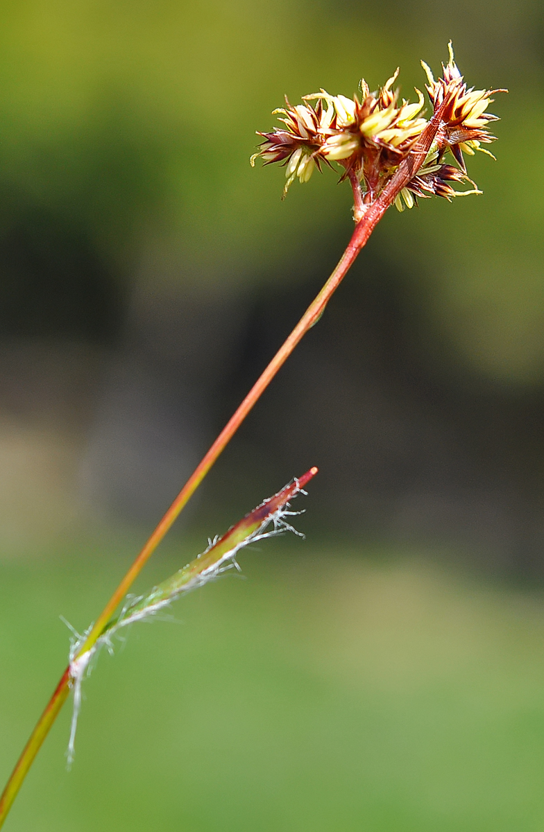 Luzula campestris