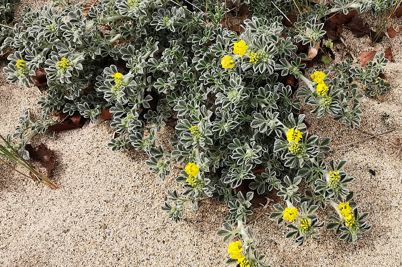 Medicago marina