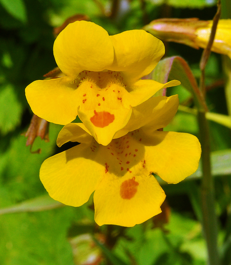 Mimulus guttatus