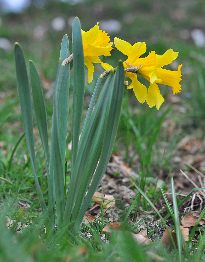 Narcissus pseudonarcissus