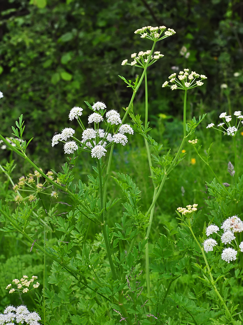 Oenanthe crocata