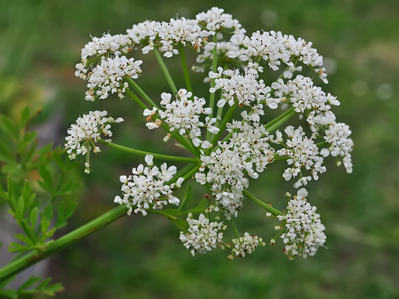 Oenanthe crocata 2