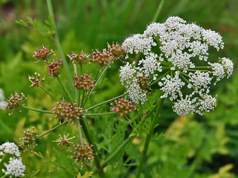 Oenanthe crocata 3