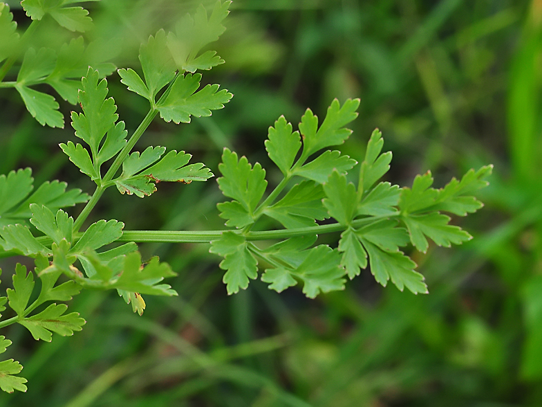 Oenanthe crocata feuilles