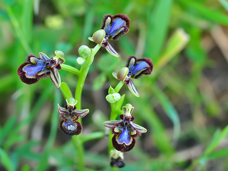 Ophrys ciliata