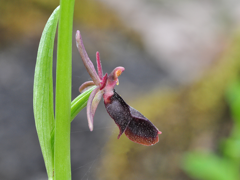 Ophrys royanensis