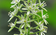 Ornithogalum pyrenaicum