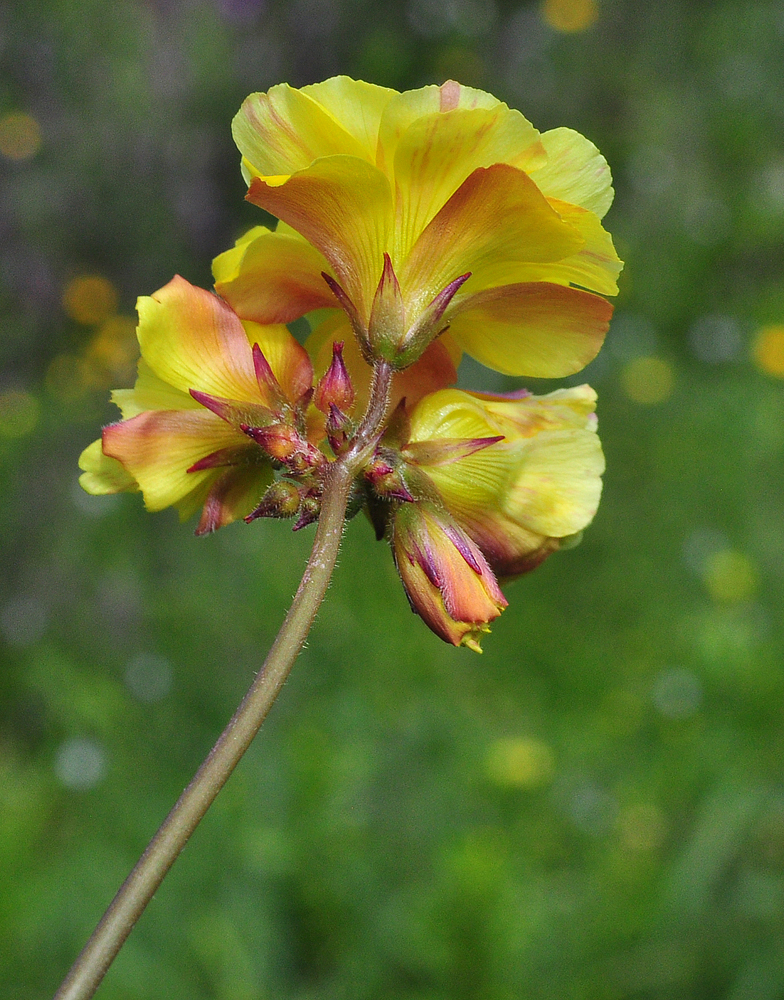 oxalis pes caprae forme pleniflora