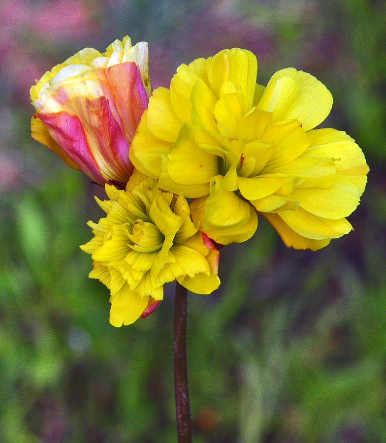 Oxalis pes caprae forme pleniflora 2