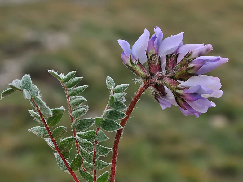 Oxytropis helvetica