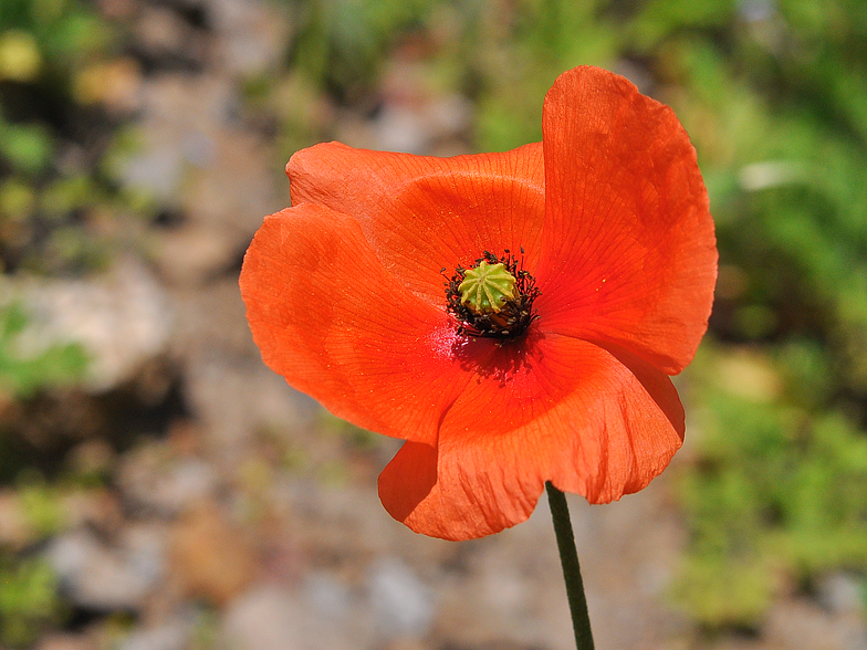 Papaver lecoqii 2