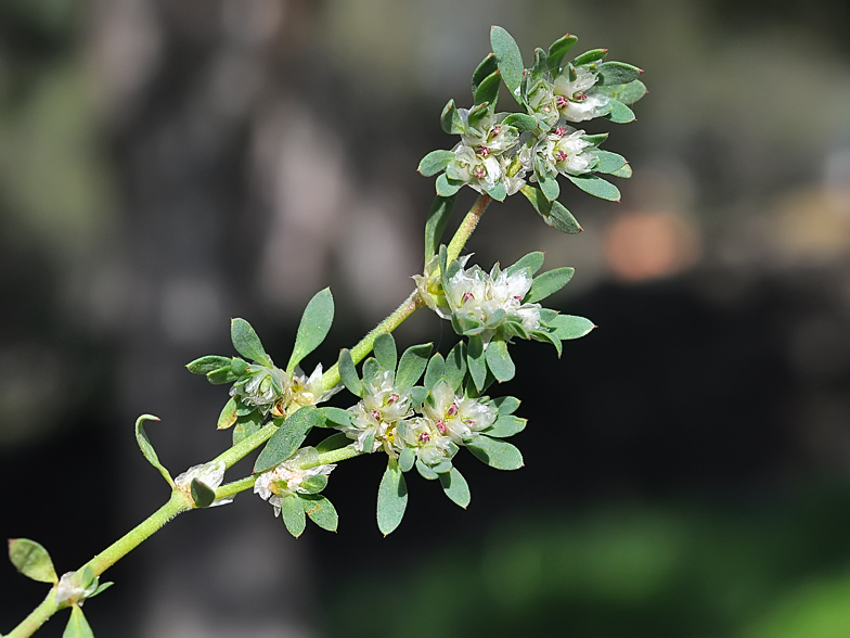 Paronychia argentea