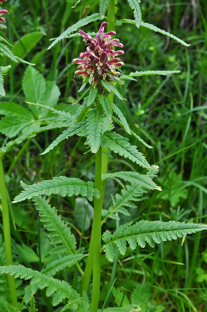 Pedicularis recutita