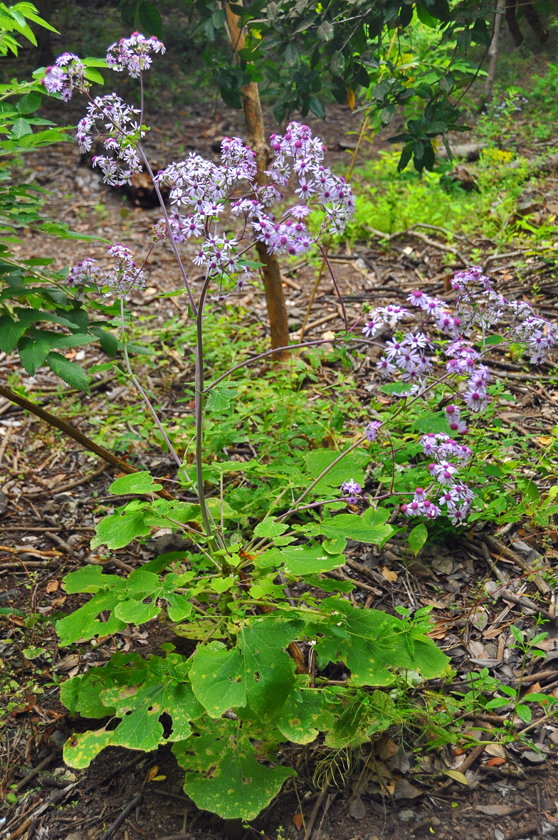 Pericallis webbii