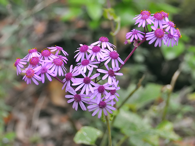 Pericallis webbii