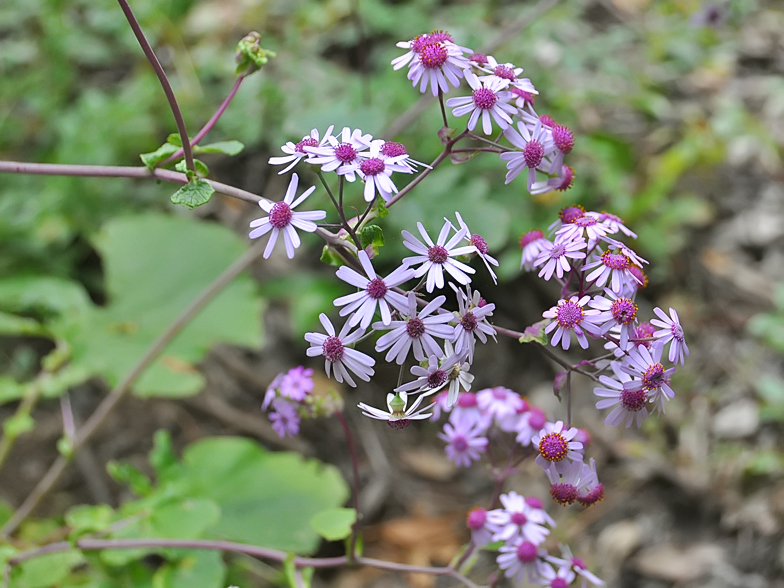 Pericallis webbii