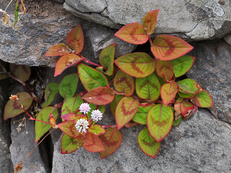 Persicaria capitata