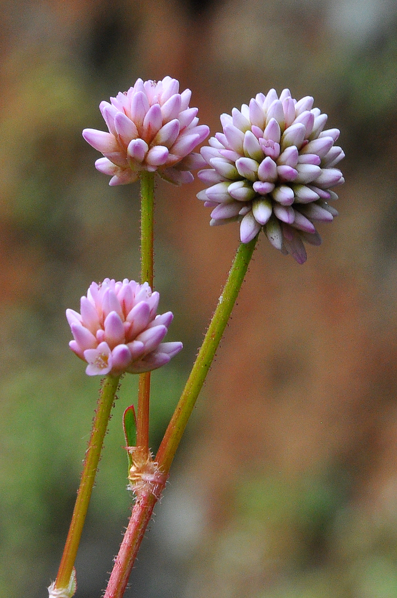 Persicaria capitata 2
