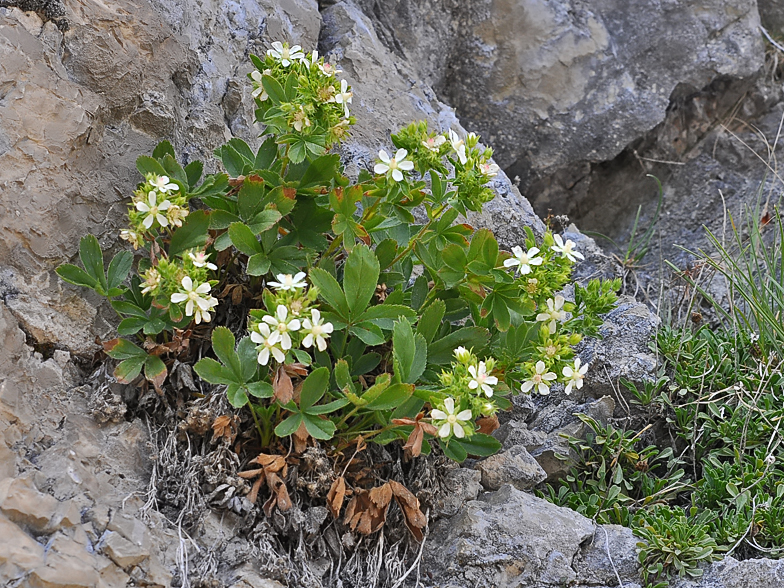Potentilla caulescens