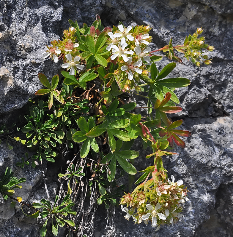 Potentilla caulescens