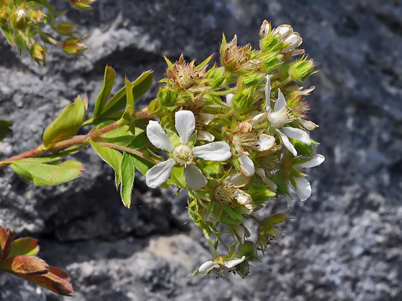 Potentilla caulescens