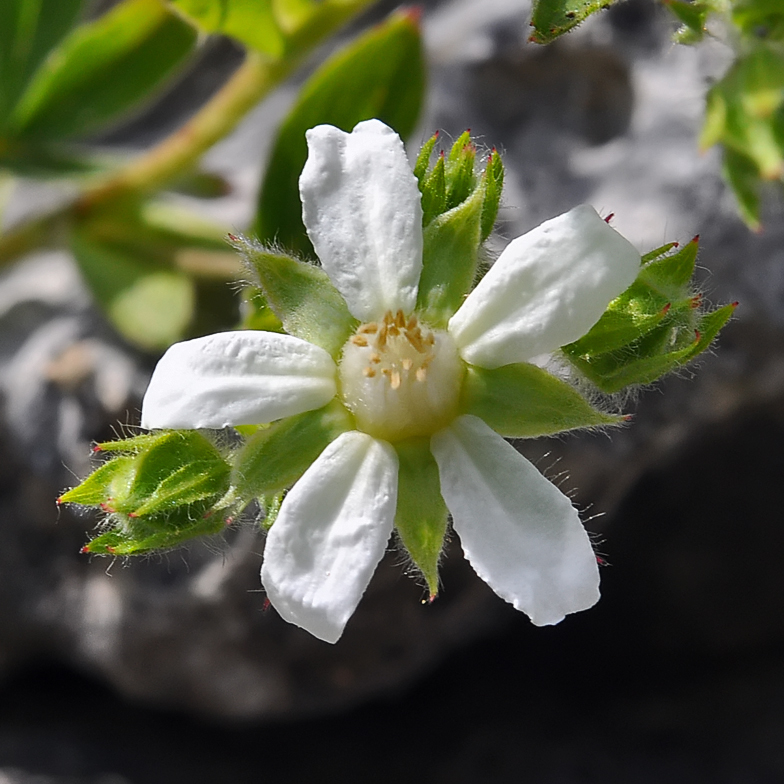 Potentilla caulescens