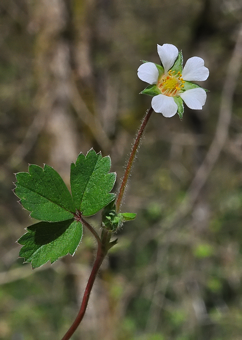 Potentilla sterilis Usses
