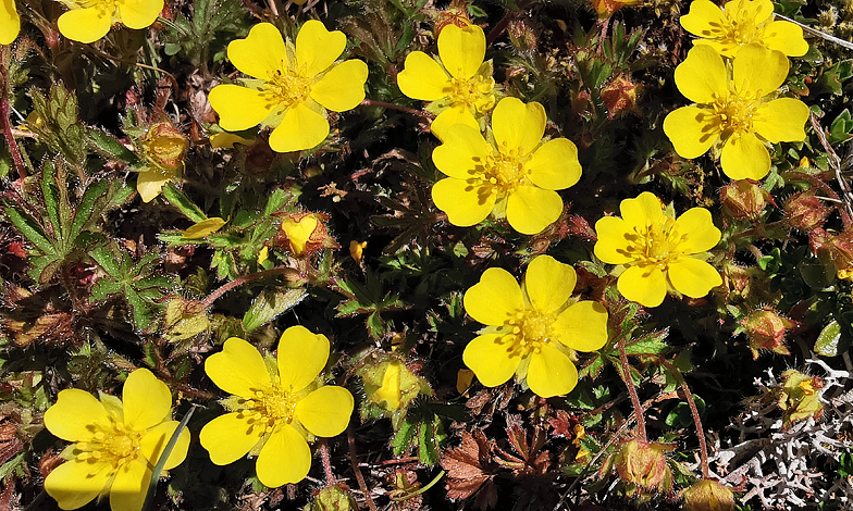 Potentilla verna