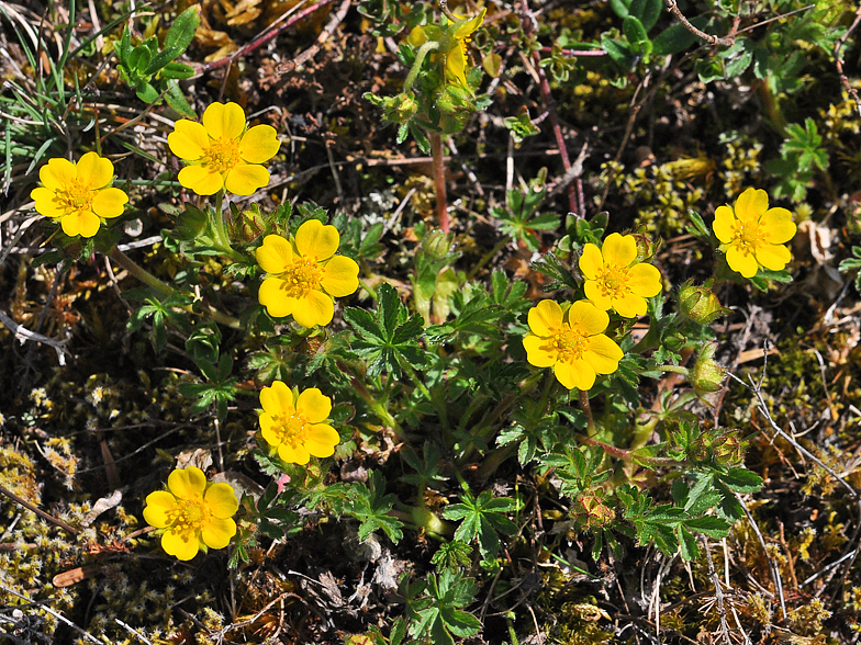 Potentilla verna