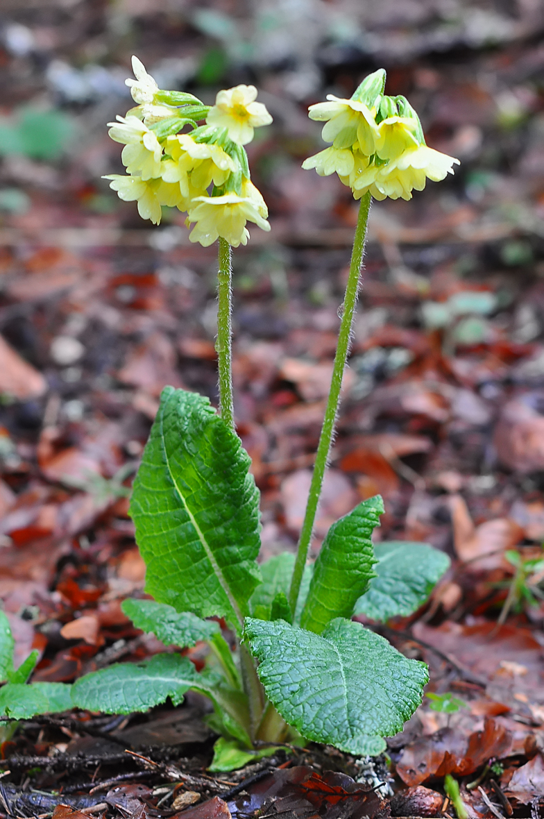 Primula elatior retord