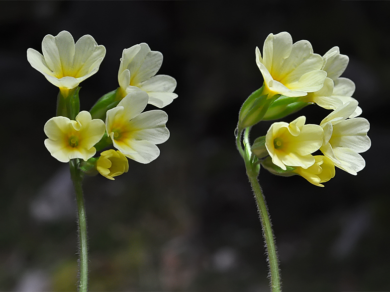 Primula elatior