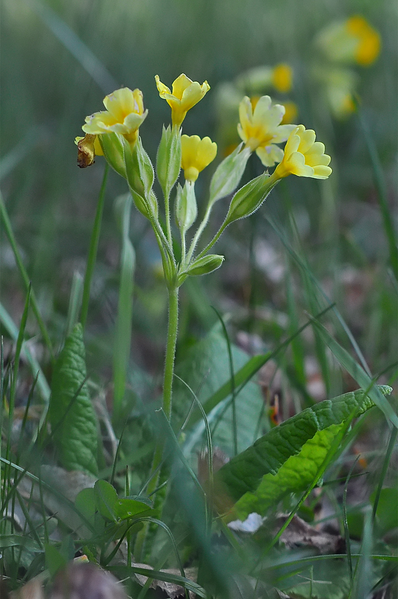 Primula elatior