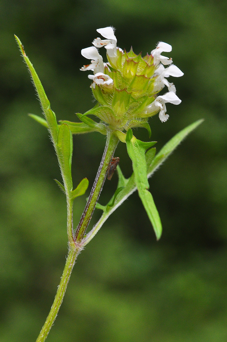 Prunella laciniata