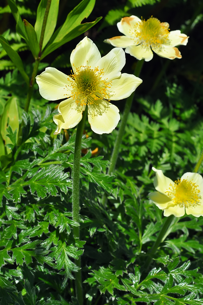 Pulsatilla alpina ssp  apiifolia