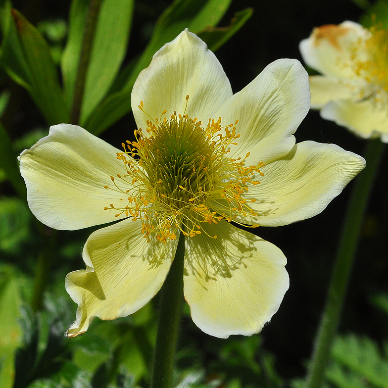 Pulsatilla alpina ssp apiifolia